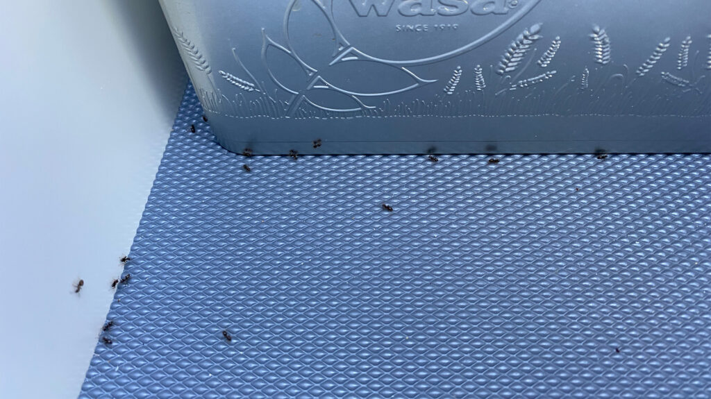Myrer indendørs i skuffer