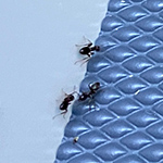 Myrer indendørs