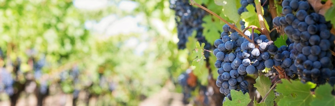 vinmark