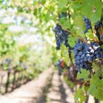 vinmark